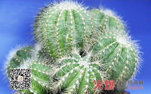 仙人球怎么养长的好