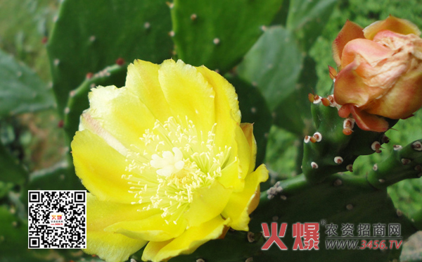 仙人球怎么养