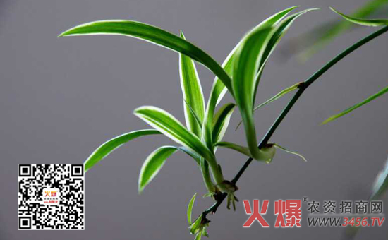 吊兰怎么浇水，一天浇几次水