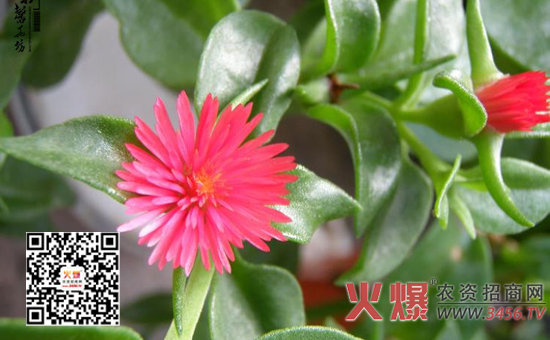 吊兰怎么浇水，一天浇几次水