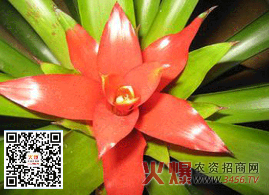 鸿运当头花怎么养，鸿运当头花的养殖方法