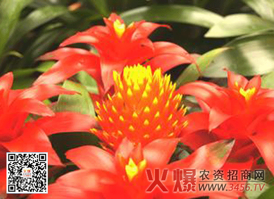 鸿运当头花怎么养，鸿运当头花的养殖方法