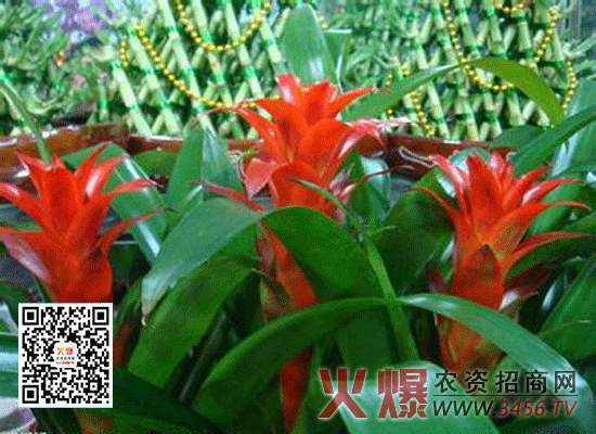 鸿运当头花怎么养，鸿运当头花的养殖方法
