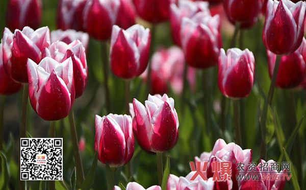 郁金香的花语是什么