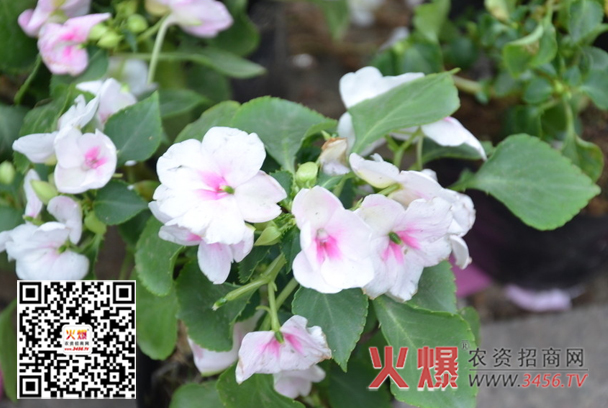 凤仙花