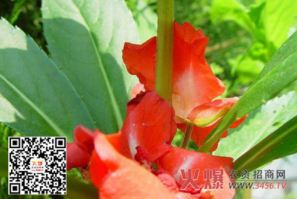 凤仙花白粉病