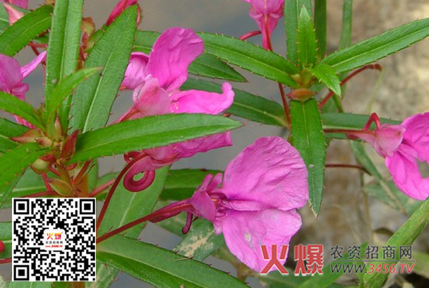 凤仙花白粉病