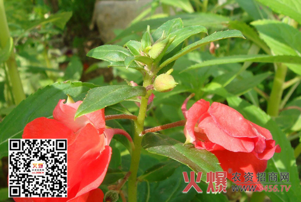 凤仙花白粉病