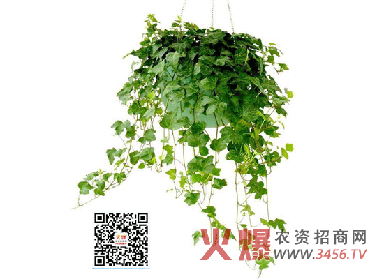 常春藤的养殖方法和注意事项