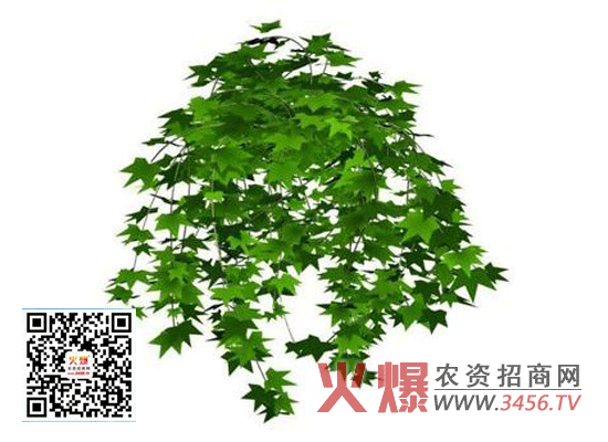 常春藤的养殖方法和注意事项