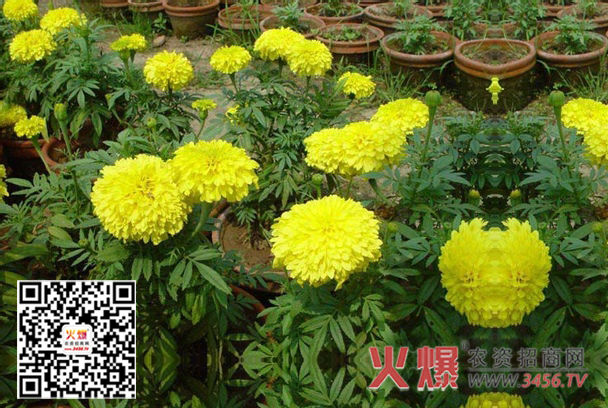 万寿菊