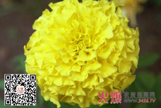 万寿菊
