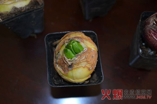 土培风信子