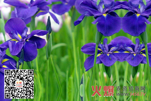 非洲紫罗兰
