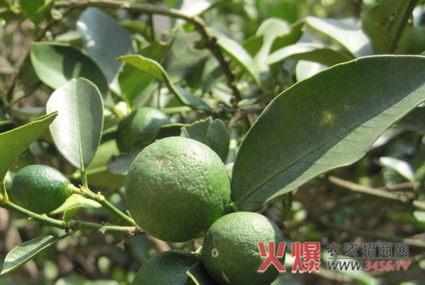 金桔树