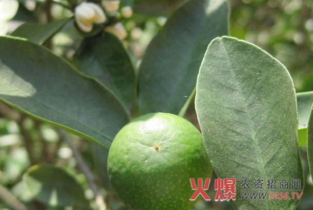 金桔树的养殖方法