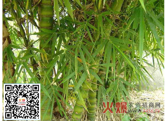 竹子的品种以及竹子的品种简介
