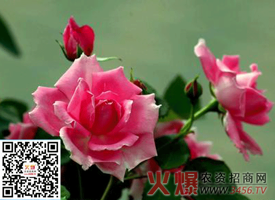 月季花怎么养，月季花的新养殖方法和注意事项