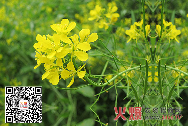 油菜