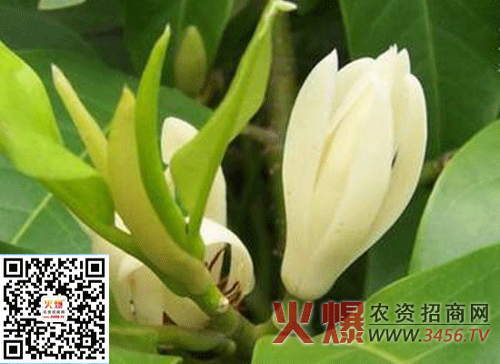 白兰花叶子发黄怎么办？