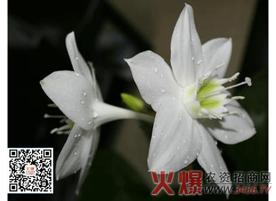 白兰花的繁殖嫁接方法，白兰花图片