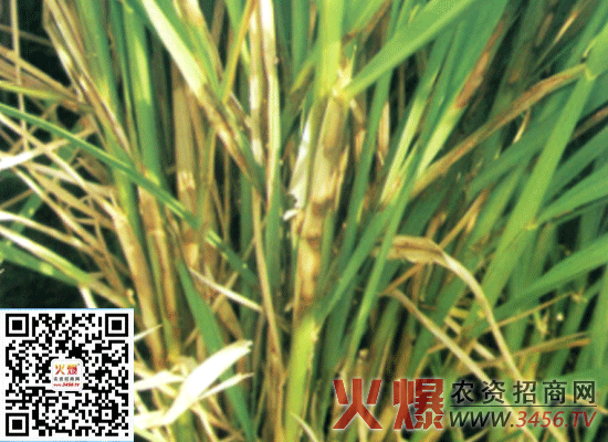 水稻稻瘟病症状及防治方法