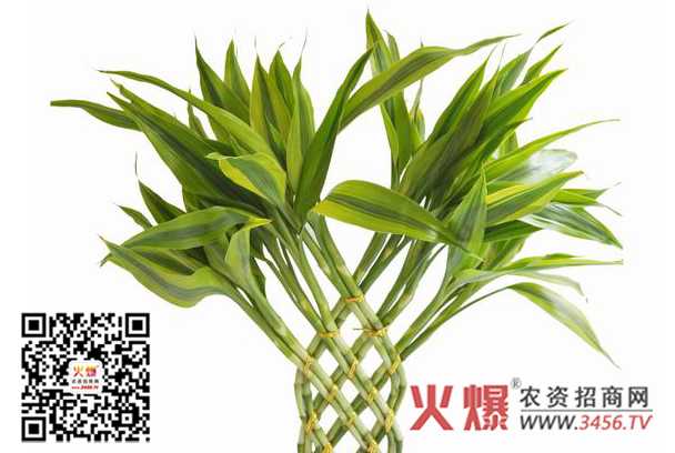 金边富贵竹的养殖方法
