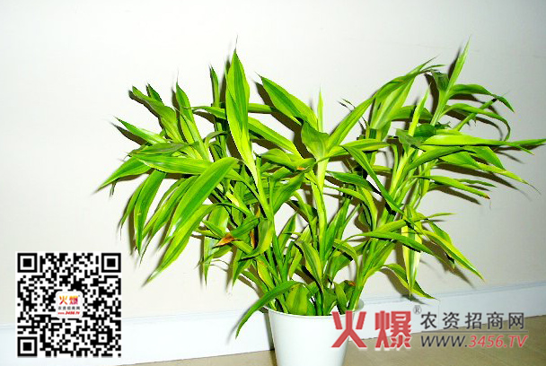 金边富贵竹的养殖方法