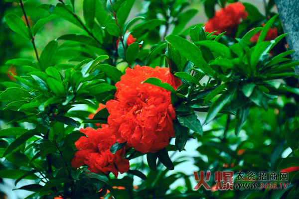 石榴花什么时候开