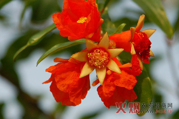 石榴花什么时候开