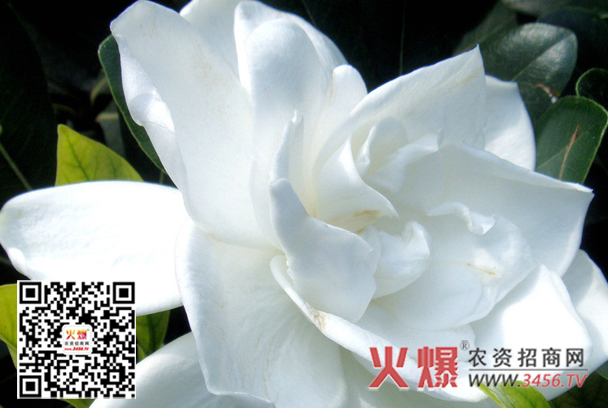 栀子花