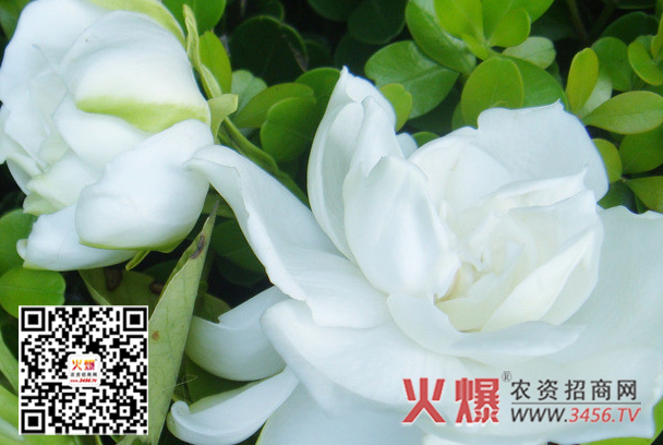 栀子花