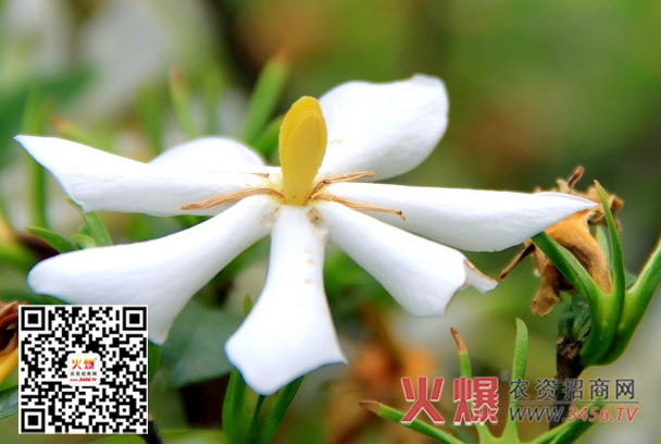 栀子花