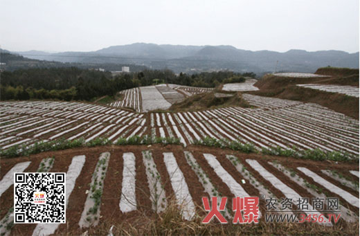 南方玉米种植技术