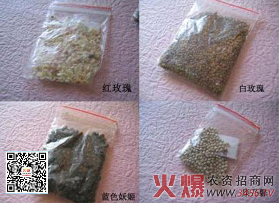 玫瑰怎么种，玫瑰种子的种植方法