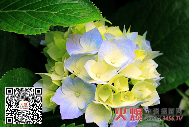 八仙花