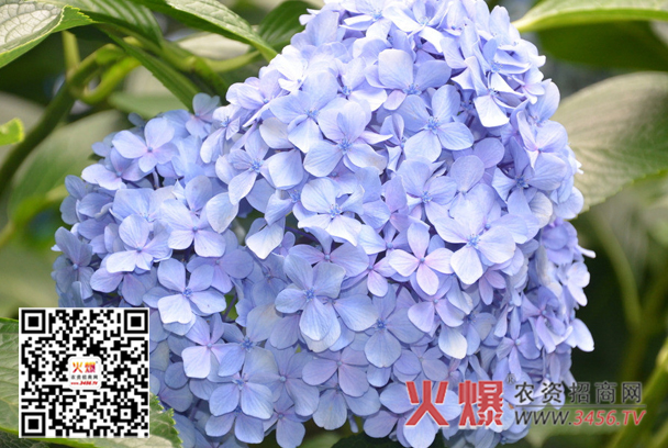 八仙花