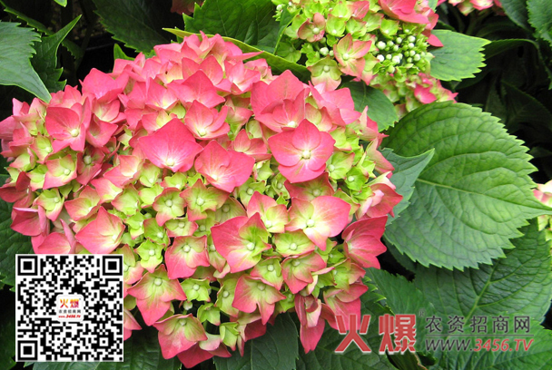 八仙花