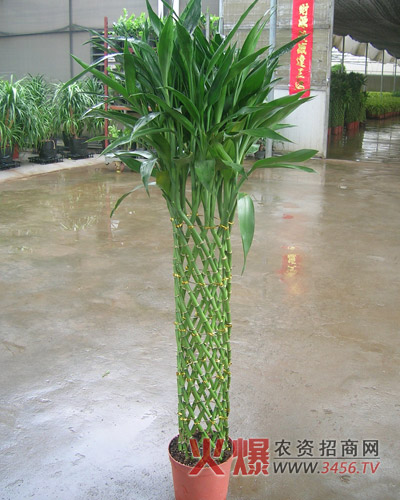 富贵竹能晒太阳吗