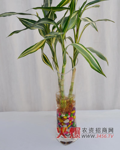 富贵竹能晒太阳吗
