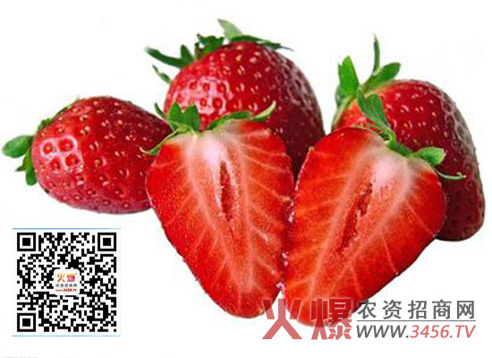 草莓春季管理要注意哪些事项呢？