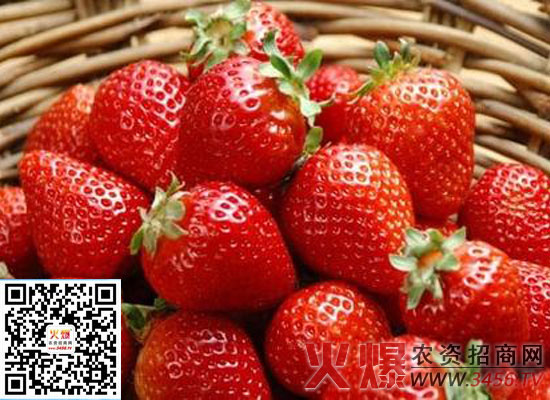 草莓春季管理要注意哪些事项呢？