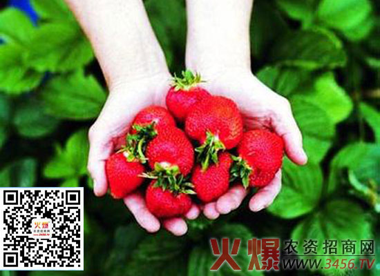 草莓春季管理要注意哪些事项呢？