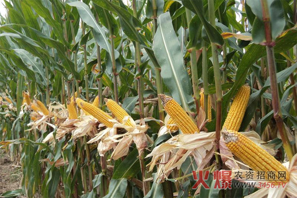 先玉335玉米产量(亩产量)