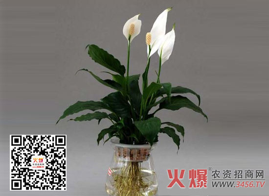 水培白掌