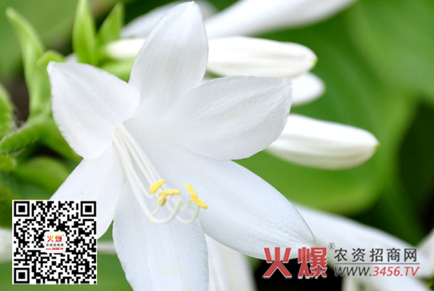 白玉簪