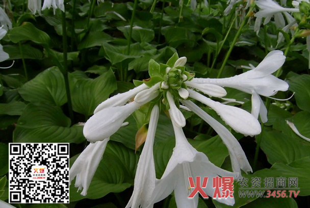 白玉簪