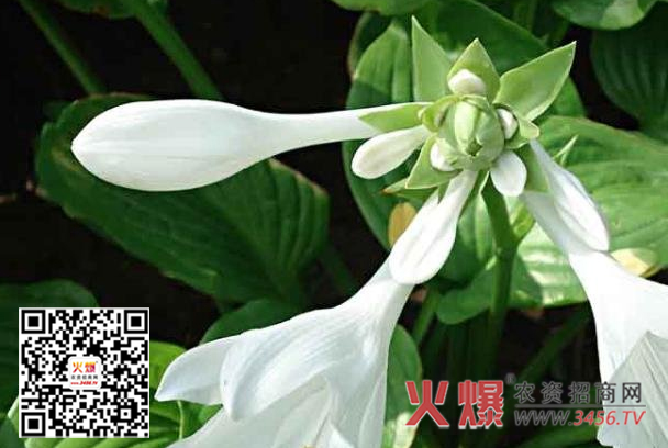白玉簪