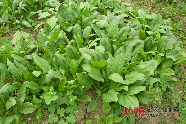 菠菜种植时间