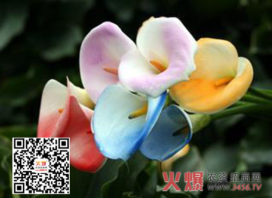 海芋